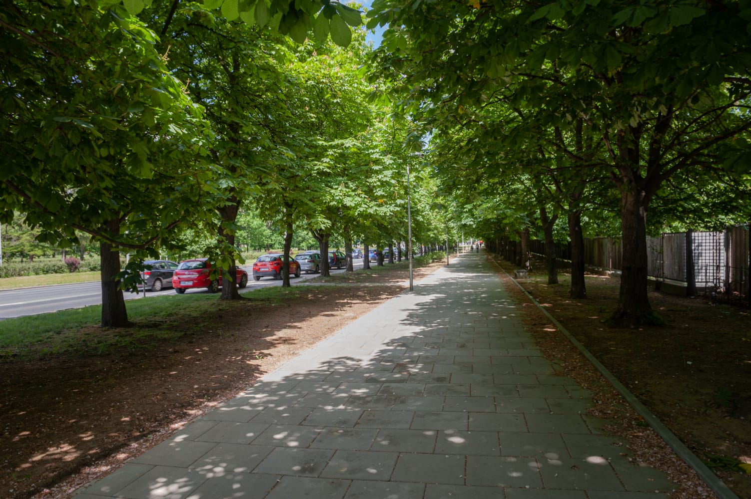 Rozświetlony słońcem chodnik, wzdłuż którego rosną kasztanowce i zaparkowane samochody.