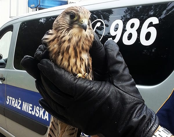 Ptak pustułka uratowany przez policję miejską, widoczny numer 986
