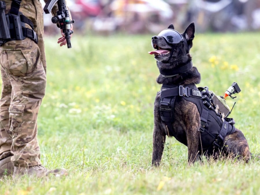 Pies wojskowy ubrany w sprzęt ochronny obok żołnierza.