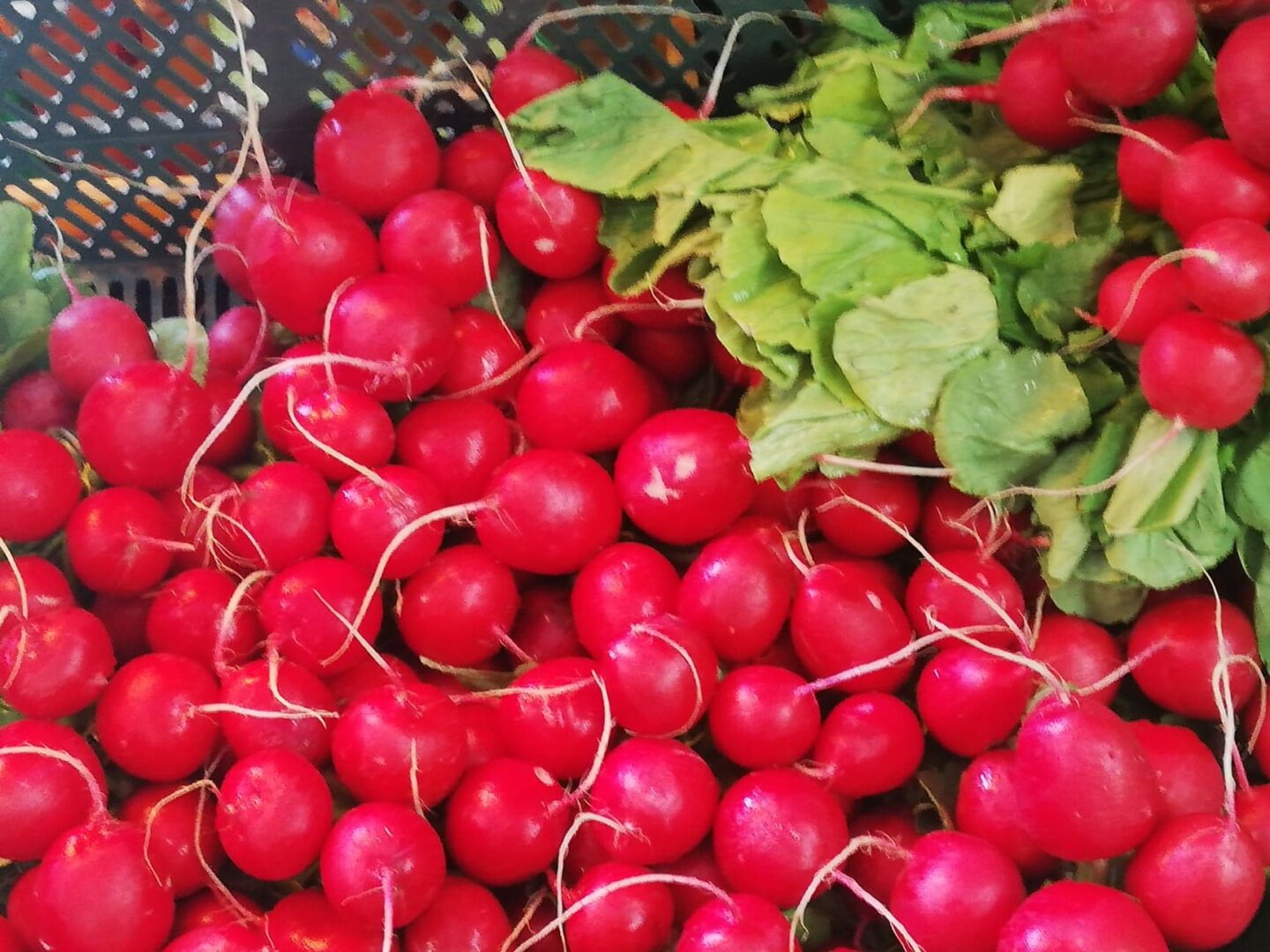 Świeże czerwone rzodkiewki z zielonymi wierzchołkami w koszyku