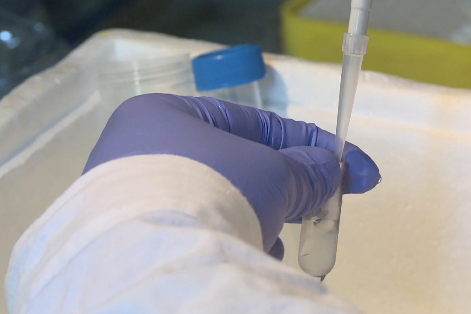 Zbliżenie dłoni w rękawiczce używającej pipety do przeniesienia cieczy do probówki mikrowirówkowej.