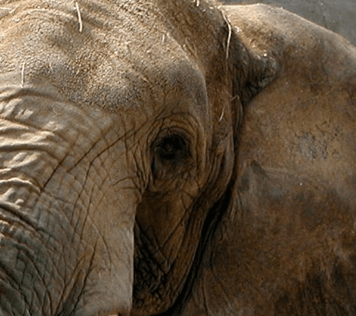 Zbliżenie zniszczonej twarzy słonia, ukazujące jego pomarszczoną skórę i oczy.