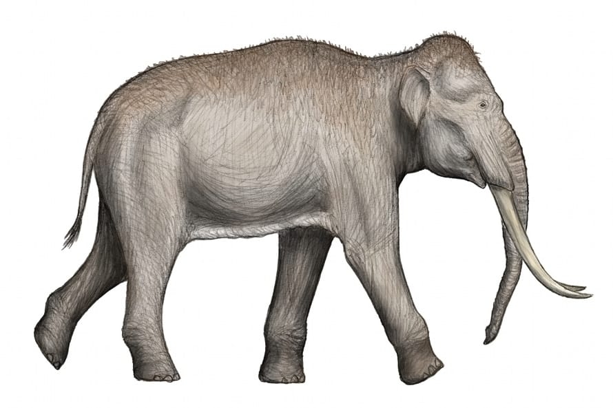 Ilustracja przedstawiająca Primelephas gomphotheriides, wymarłego gomfotera.