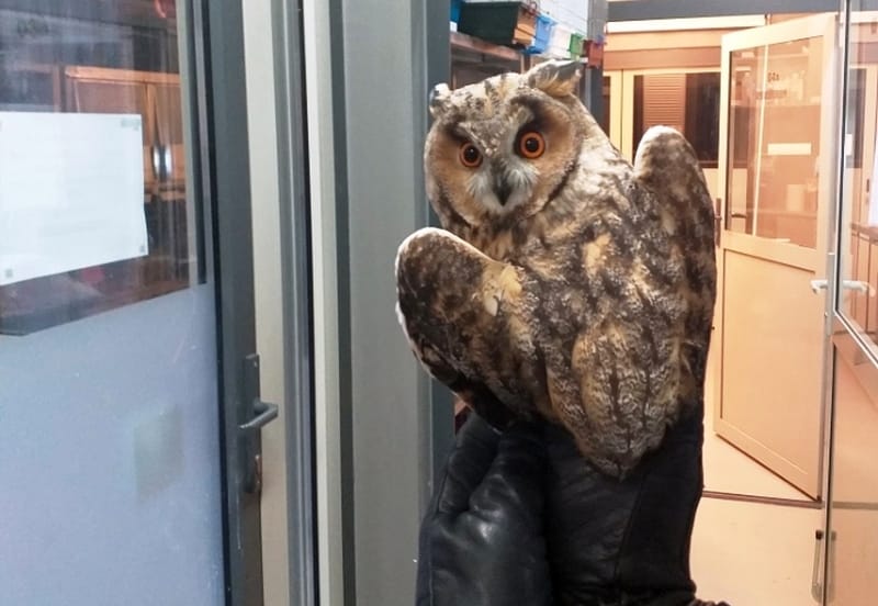 Sowa uszata siedząca na dłoni w rękawiczce