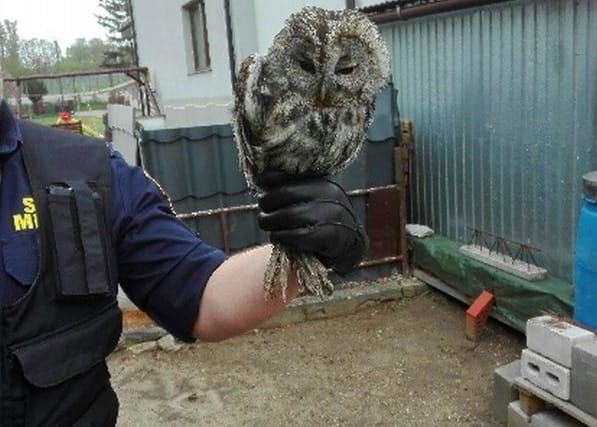 Policjant trzymający uratowanego puszczyka