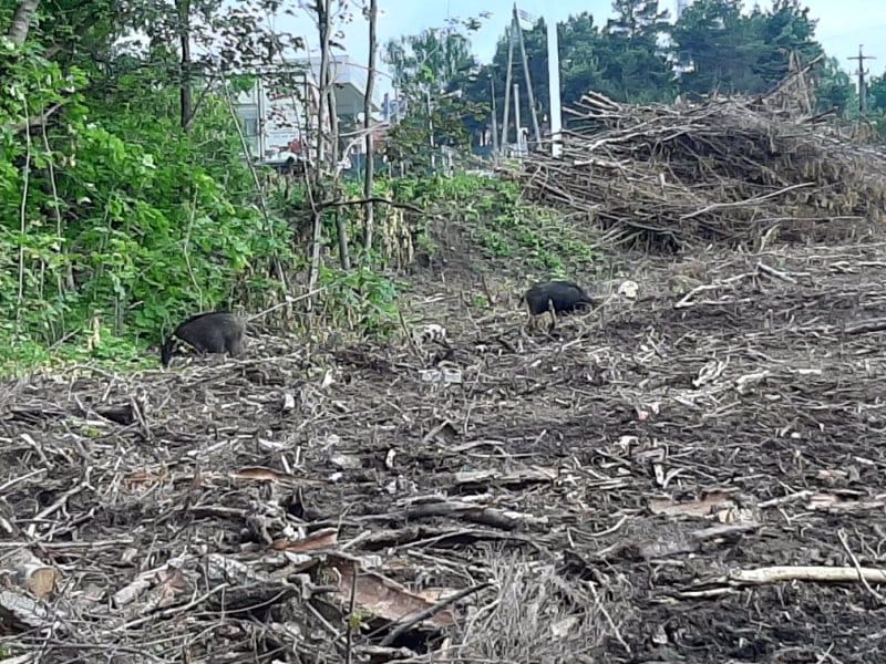 Dwa dziki żerujące na niedawno wykarczowanym terenie leśnym.