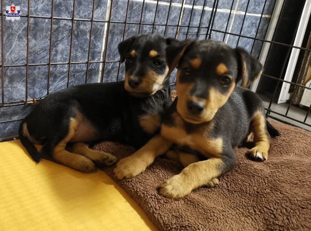 Dwa urocze czarno-podpalane szczeniaki Jack Russell Terriera przytulają się do siebie w klatce.