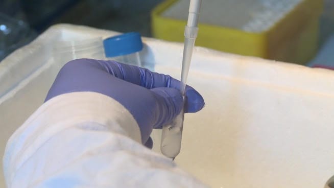 Zbliżenie dłoni w rękawiczkach używających mikropipety w laboratorium.