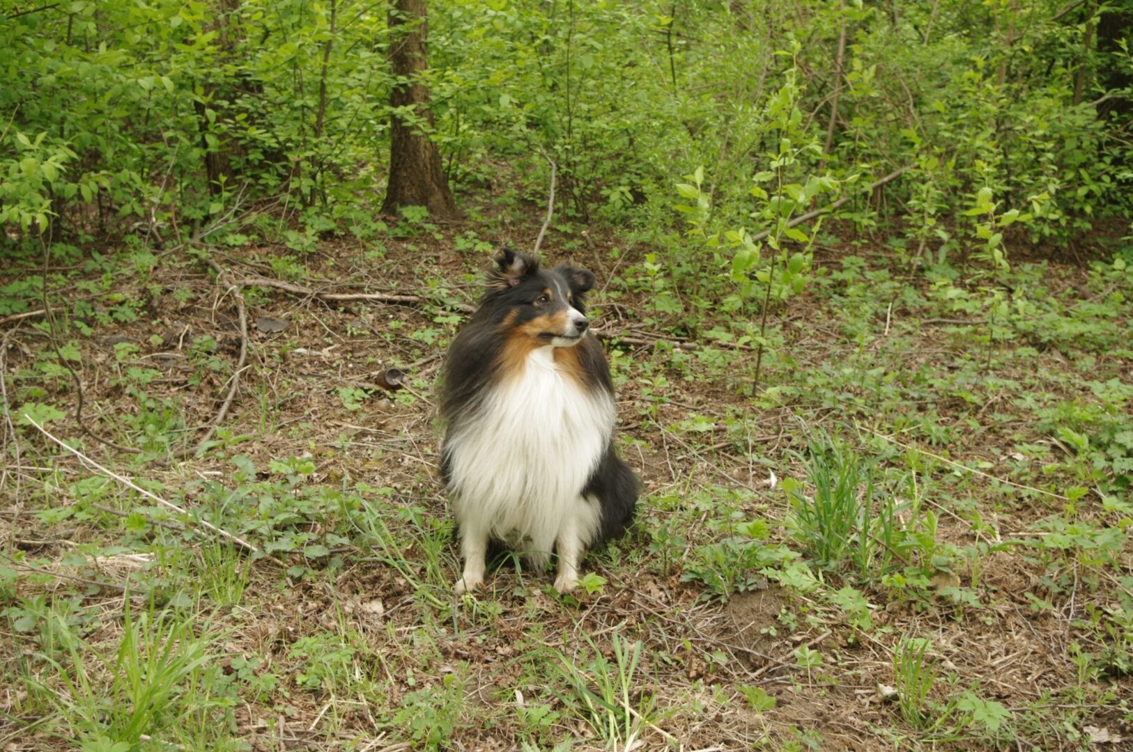 Pies rasy sheltie siedzący w lesie
