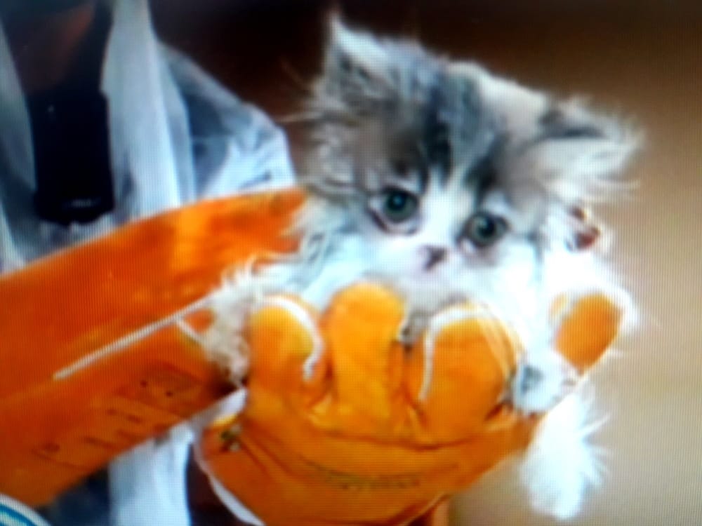 Puszysty, szaro-biały kotek, delikatnie trzymany w pomarańczowych rękawiczkach roboczych.