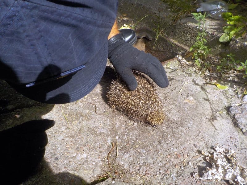 Osoba delikatnie trzymająca jeża na zewnątrz