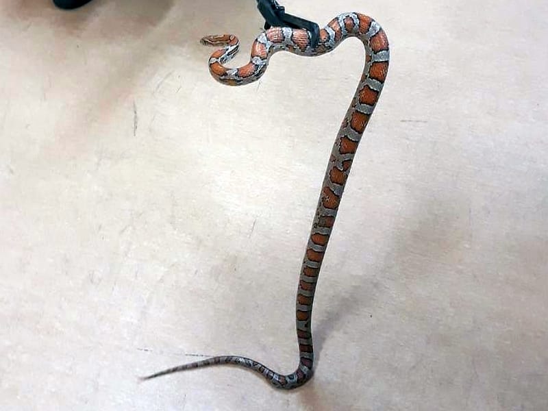 Wąż zbożowy trzymany szczypcami, prezentujący jego pomarańczowo-szary wzór.