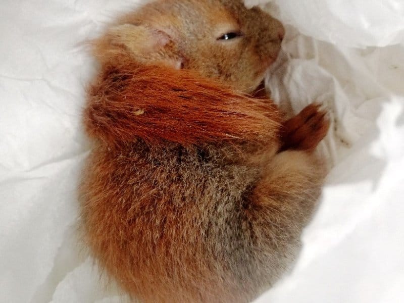 Malutka, zwinięta w kłębek ruda wiewiórka.