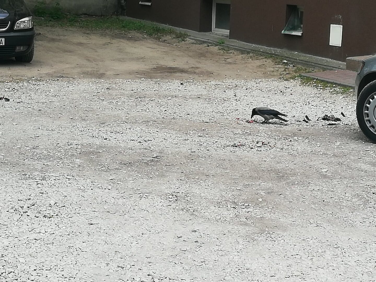 Wrona żywiąca się resztkami na żwirowym parkingu