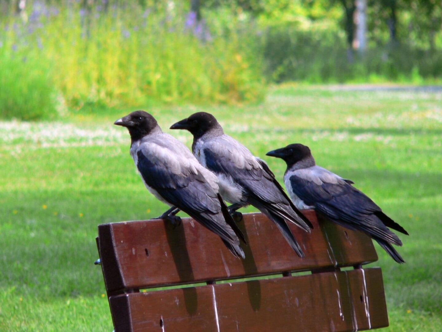 Trzy wrony siwe siedzące na ławce w parku