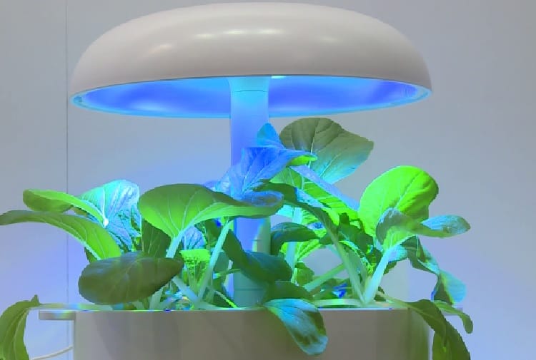 Hydroponiczny ogród w pomieszczeniu z zielonymi liśćmi i oświetleniem LED w kolorze niebieskim.
