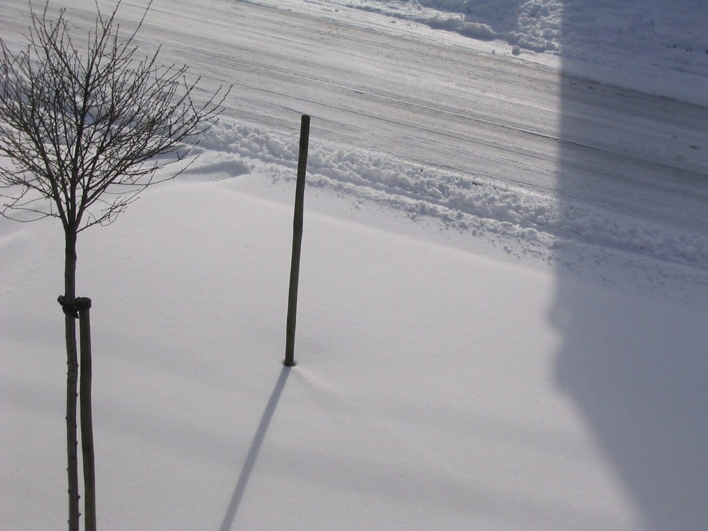 Nagie zimowe drzewa i słupy rzucają cienie na pokrytą śniegiem ziemię w pobliżu drogi.