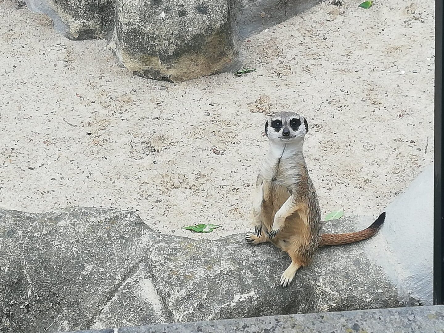 Czujna surykatka siedzi na skale i patrzy prosto w kamerę.