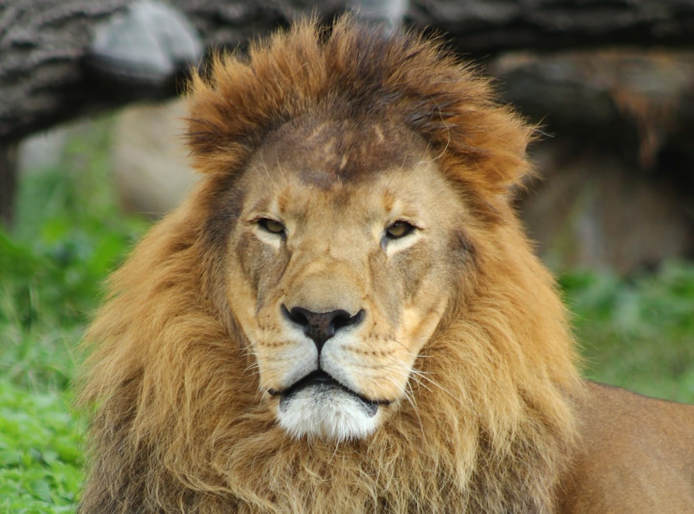 Majestatyczny samiec lwa z gęstą, złotą grzywą