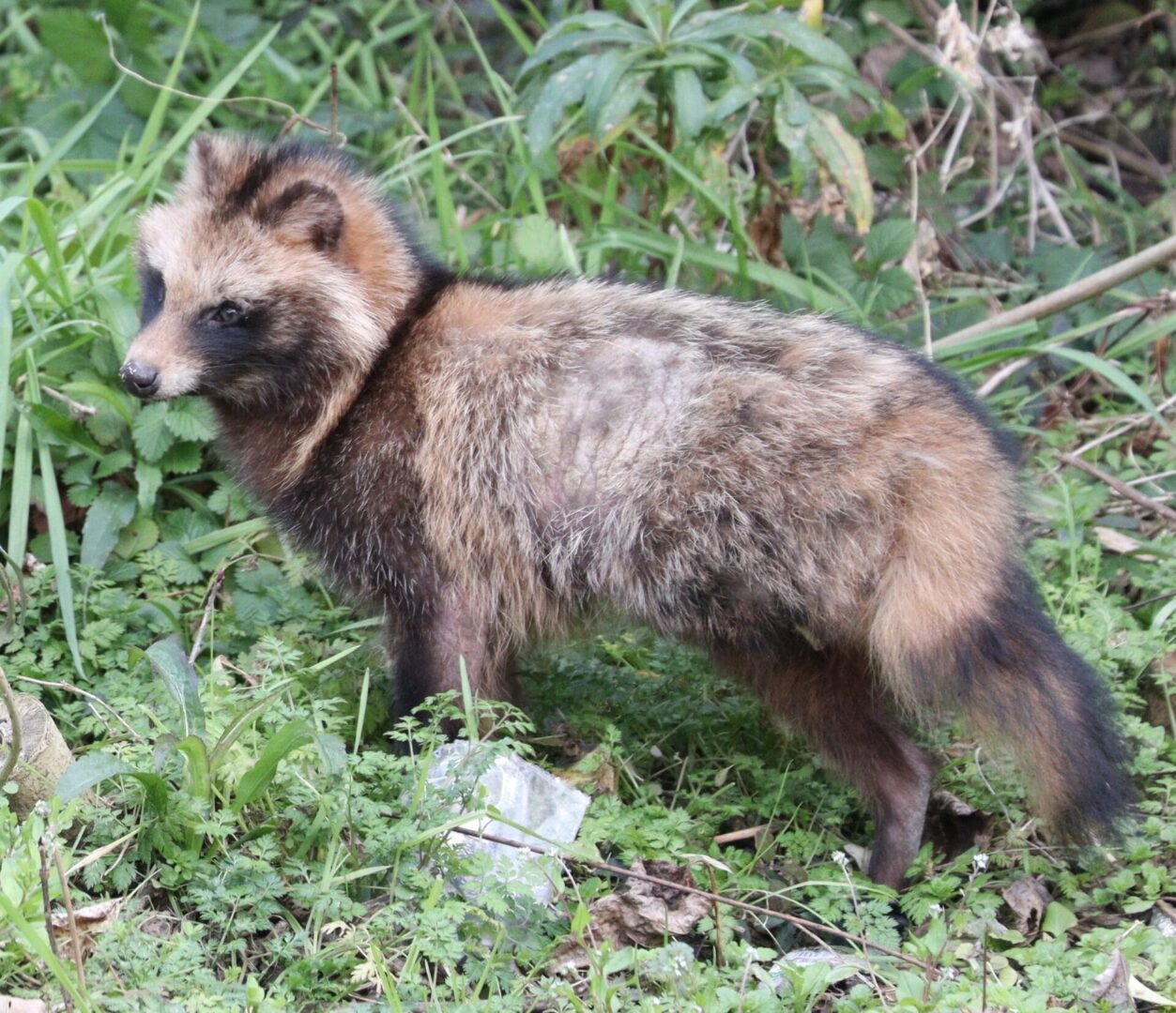 Szop pracz o łaciatym futrze stoi wśród trawiastej roślinności.