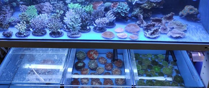 Asortyment kolorowych koralowców na sprzedaż w akwarium słonowodnym.