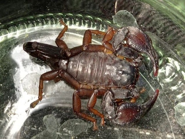 Zbliżenie dużego brązowego skorpiona w szklanym pojemniku.