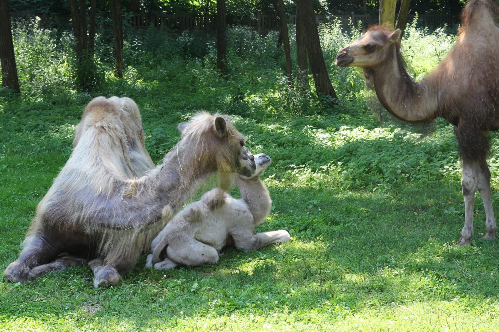 Dwa wielbłądy dwugarbne i mały wielbłąd odpoczywają na trawiastym polu.