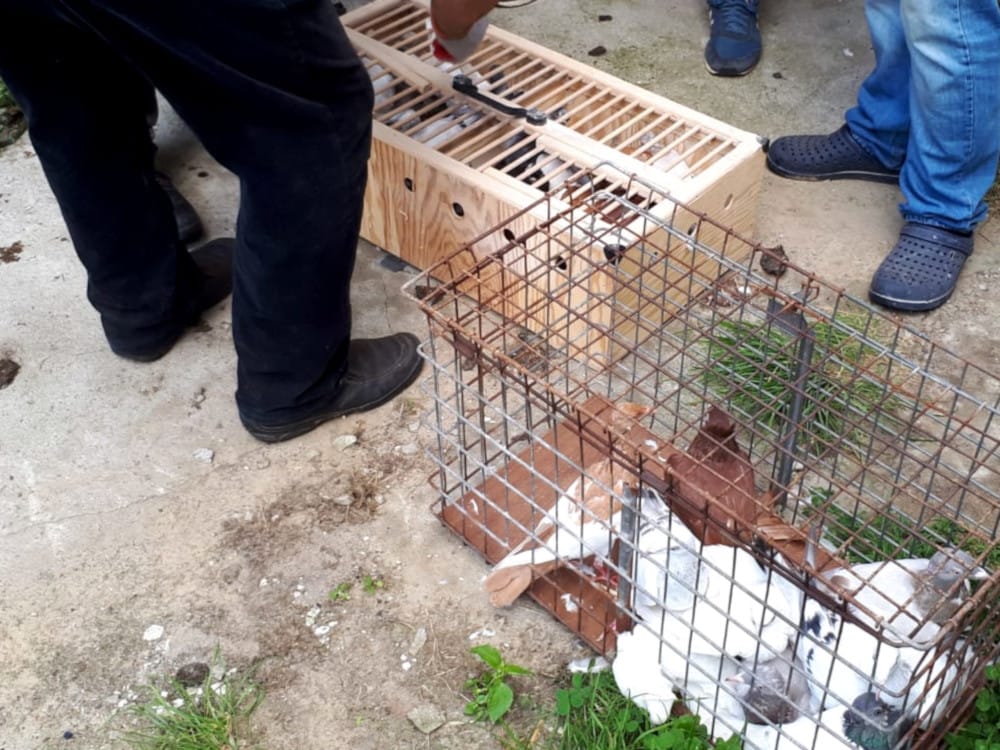 Osoba wypuszczająca gołębie z klatek drewnianych i drucianych.