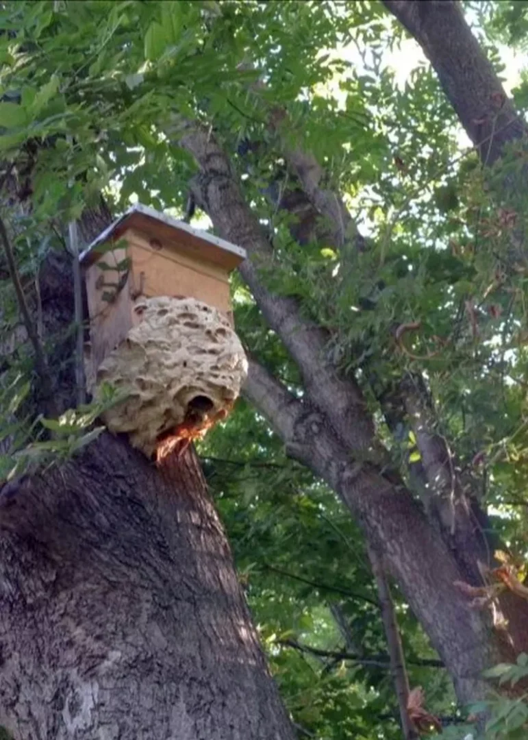 Duże gniazdo os przymocowane do pnia drzewa w pobliżu drewnianego ula.
