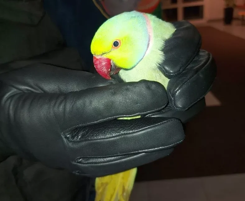 Zbliżenie dłoni mężczyzny w rękawiczkach, delikatnie trzymających jaskrawozieloną aleksandrettę obrożną.