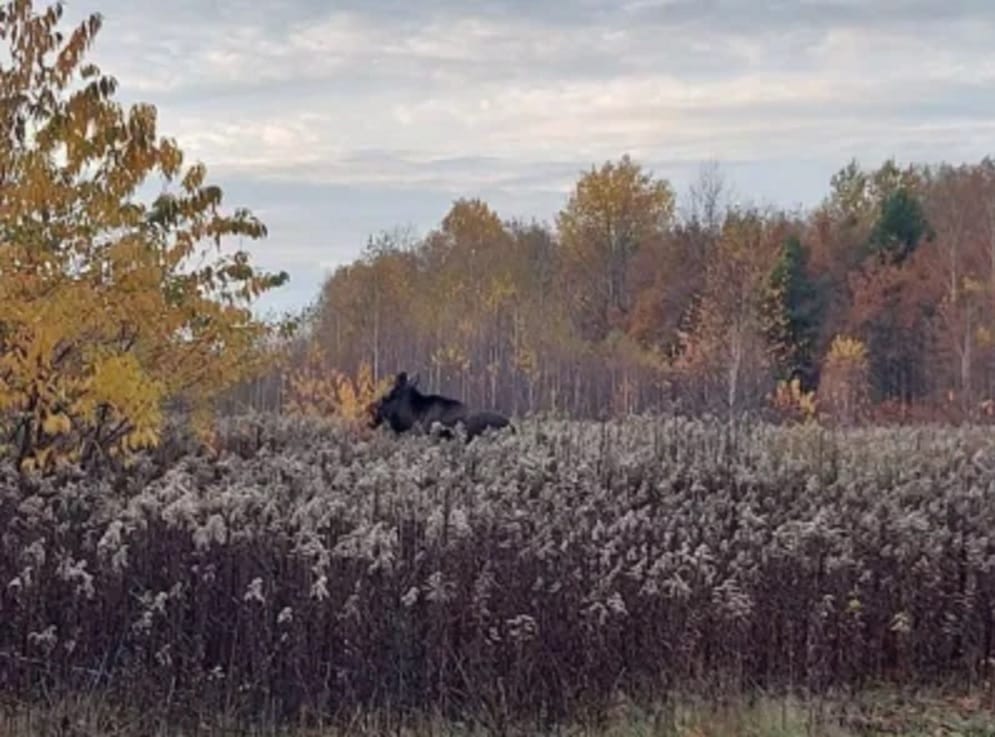 Łoś w jesiennym lesie, jesienne liście