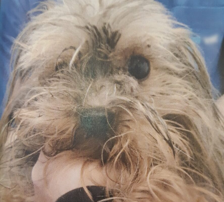 Zbliżenie na puszysty, mokry pysk Yorkshire Terriera.