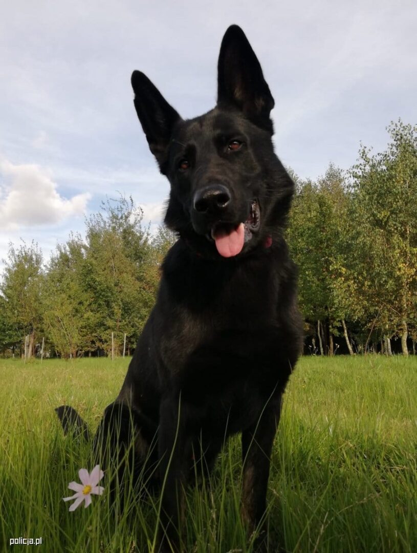 Czarny owczarek niemiecki siedzący na trawiastym polu
