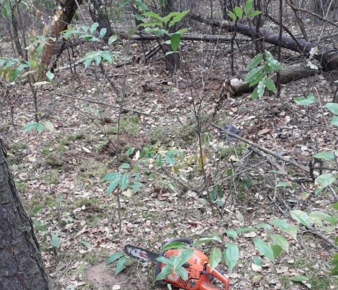 Piła łańcuchowa leżąca na leśnej ściółce, obok ściętych gałęzi.