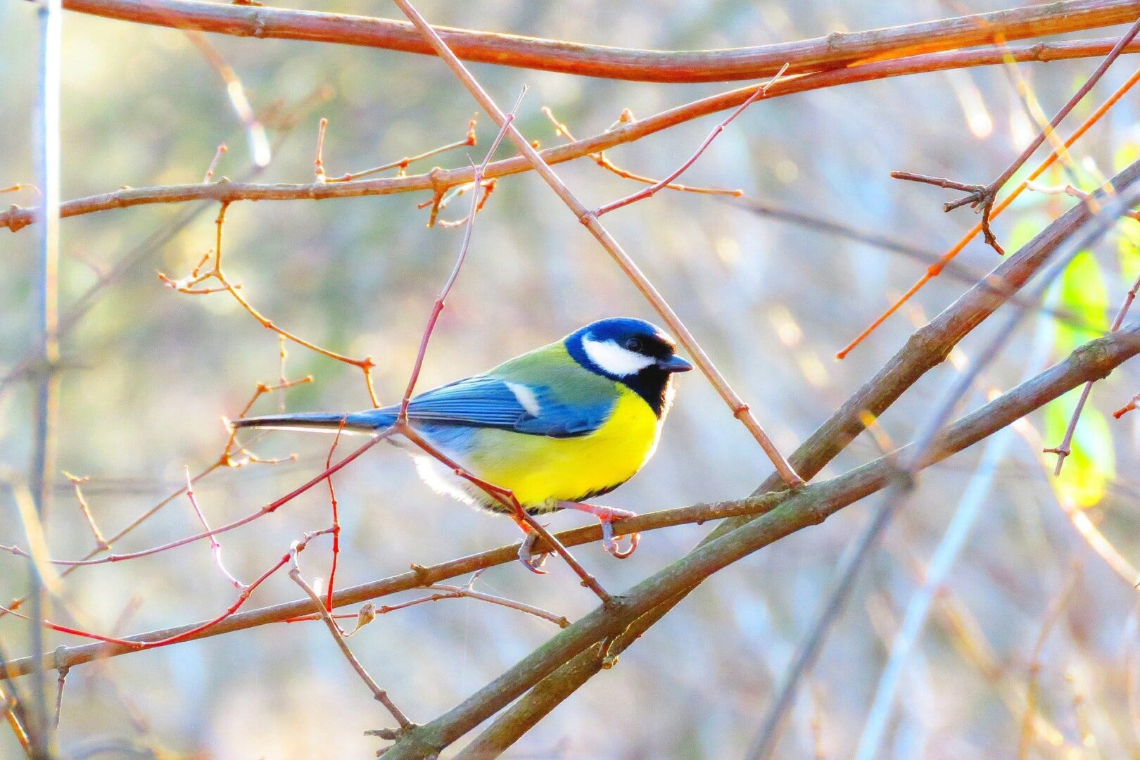 Ptak sikora bogatka siedzący na gałęzi