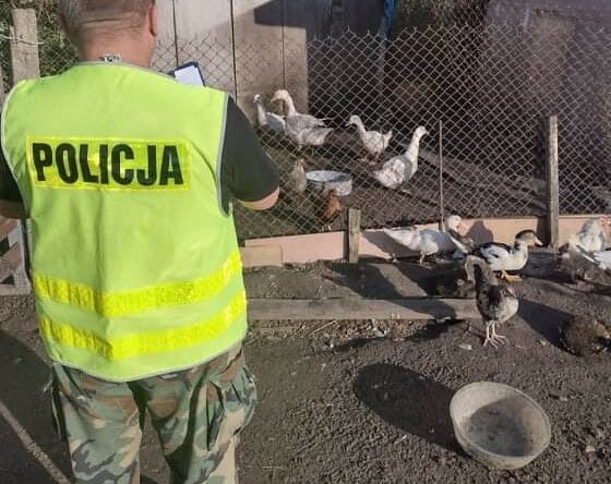 Policjant badający kradzież drobiu na fermie. POLICJA.