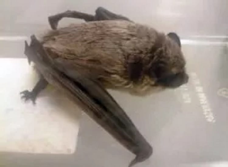 Nietoperz brunatny ze złożonymi skrzydłami, odpoczywający na powierzchni.