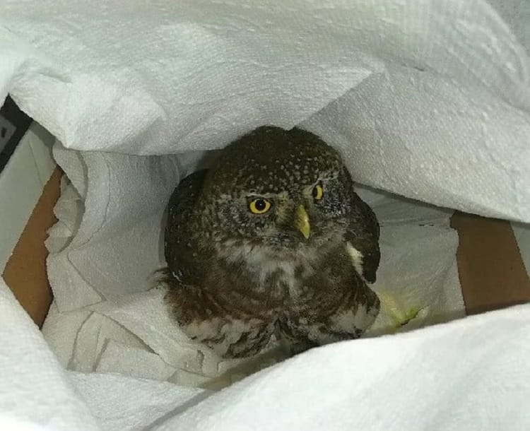 Ranna sowa jastrzębia północnego w pudełku wyłożonym ręcznikami papierowymi.