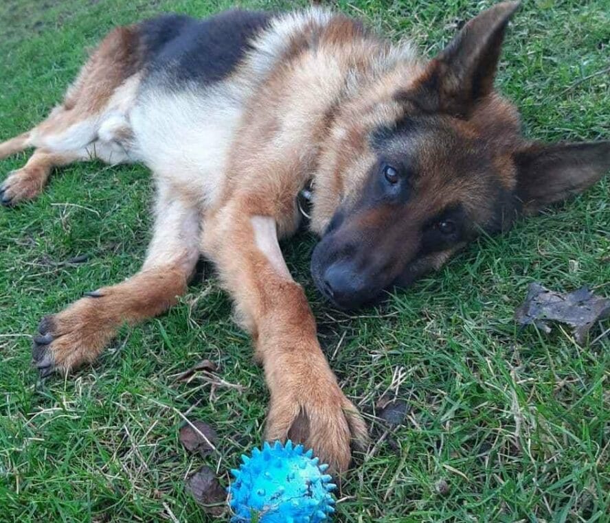 Owczarek niemiecki odpoczywający na zewnątrz z niebieską, kolczastą piłką