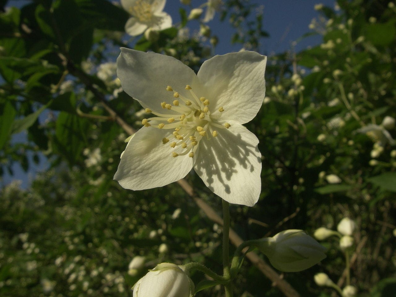 Zbliżenie delikatnego białego kwiatu jaśminu w rozkwicie