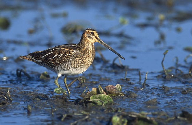 Bekasik zwyczajny żerujący w błocie bagiennym