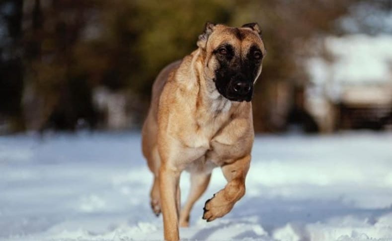 Owczarek belgijski malinois biegnący po śniegu