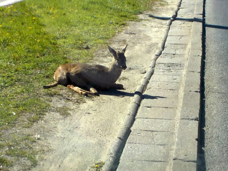 Sarny odpoczywające przy drodze, dzikie zwierzęta w pobliżu autostrady