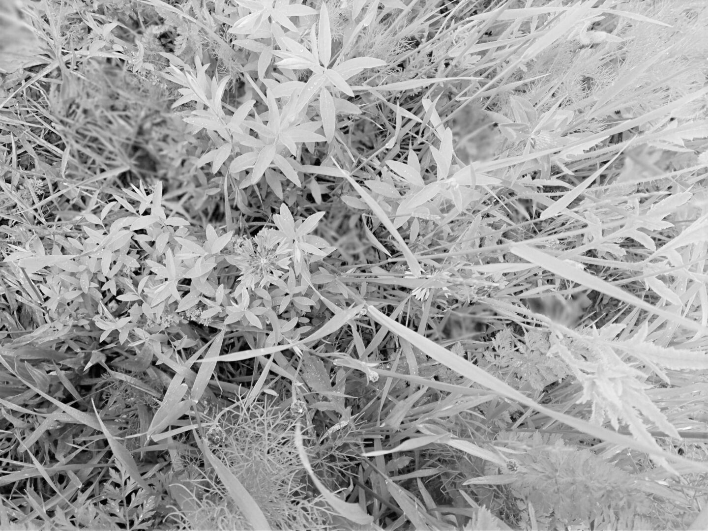 Zbliżenie różnych roślin i traw, ukazujące zróżnicowaną fakturę i strukturę liści.