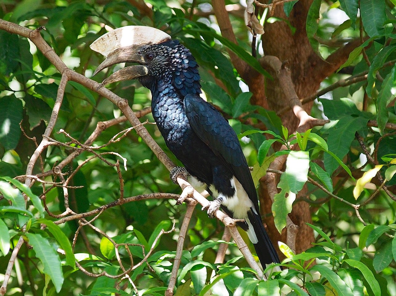 Dzioborożec srebrzysty siedzący na gałęzi