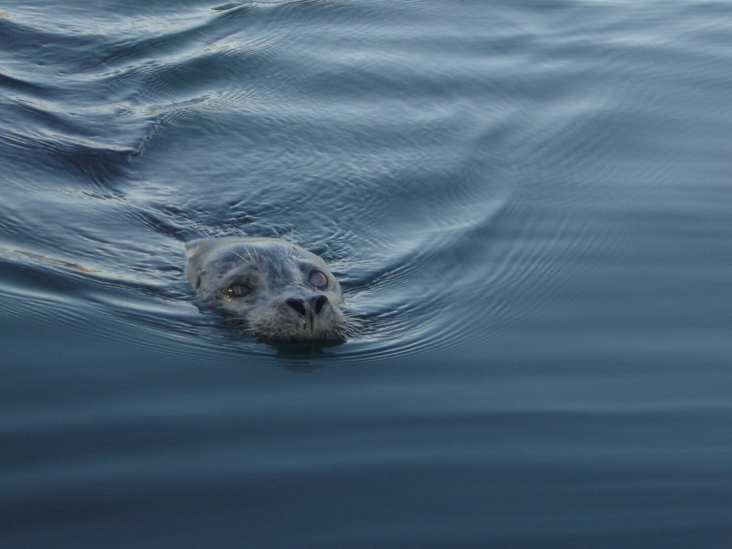 Foka pospolita wynurzająca się z wody oceanu.