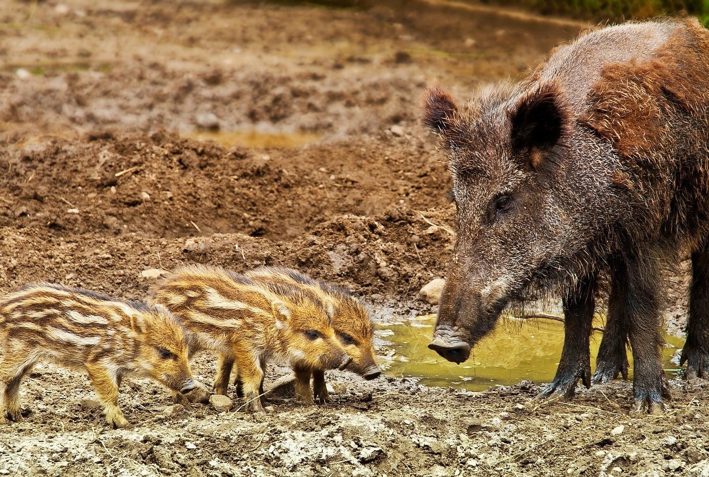 Maciora z dwoma prosiętami pijąca wodę z błotnistej kałuży.