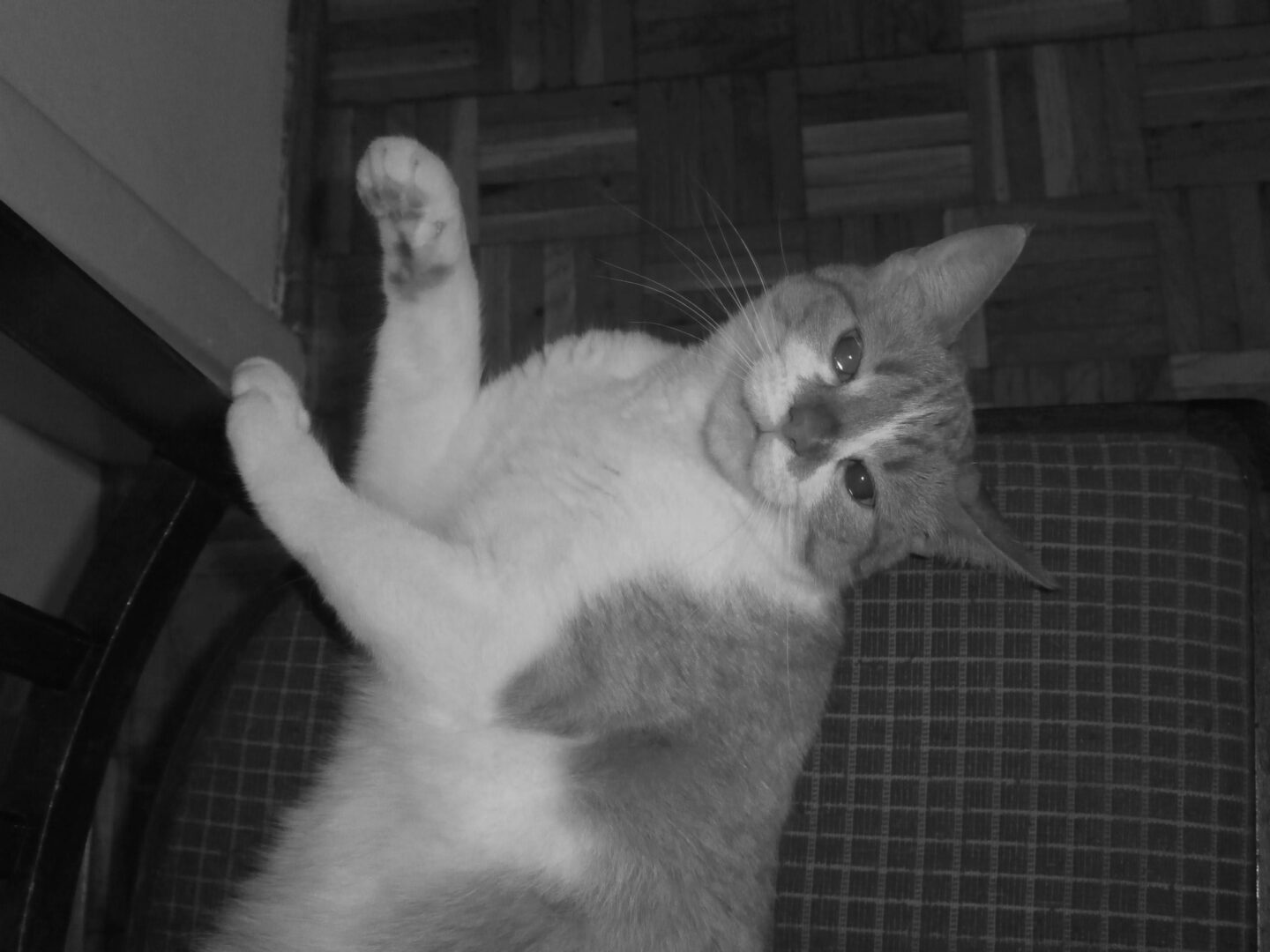 Zabawny szaro-biały kot relaksujący się na krześle