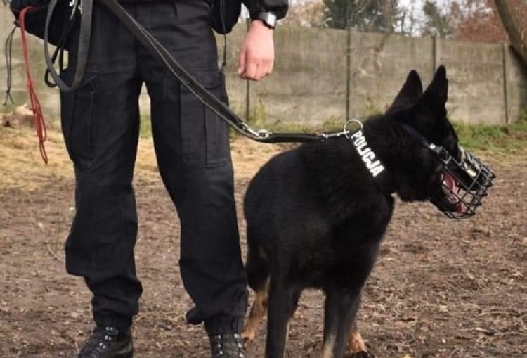 Policjant z psem K-9 w kagańcu i z obrożą z napisem "Policja".
