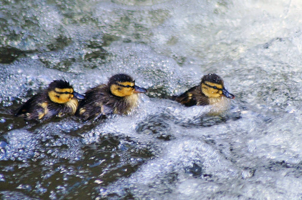 Trzy małe kaczuszki krzyżówki pływają w rwącym strumieniu.